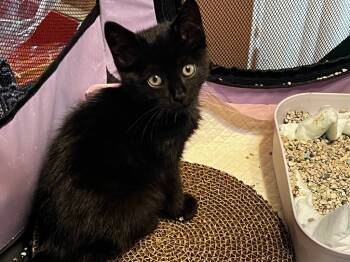 Rescue Domestic Short Hair Cats for Adoption in Pomona, New York - Bluey | PetCurious