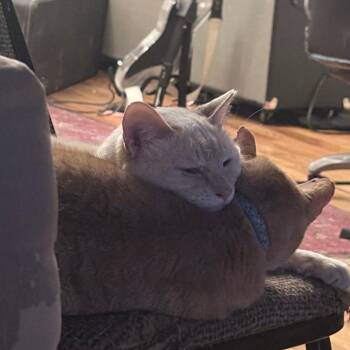Groucho -  Siamese and Domestic Short Hair Cat for Adoption in Chicago, Illinois - Groucho | PetCurious
