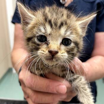 Rescue Domestic Short Hair Cats for Adoption in Huntsville, Alabama - Eowyn | PetCurious