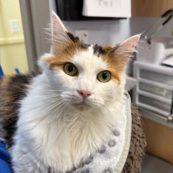 Panna -  Domestic Long Hair Cat for Adoption in Madisonville, Tennessee - Panna | PetCurious