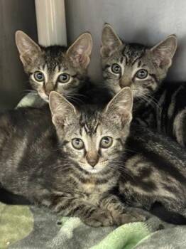 Woody -  Domestic Short Hair Cat for Adoption in Morristown, New Jersey - Woody | PetCurious