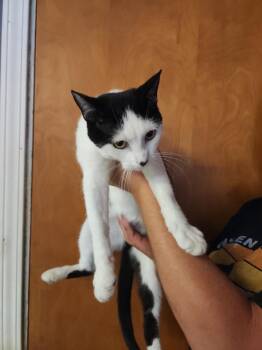 Lady Moo -  Domestic Short Hair Cat for Adoption in Evansville, Indiana - Lady Moo | PetCurious
