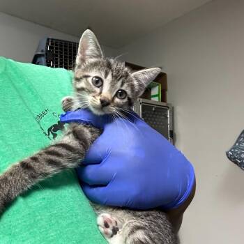 Jaguar -  Domestic Short Hair Cat for Adoption - Jaguar | PetCurious