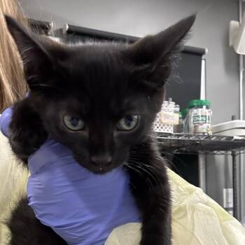 Aaron -  Domestic Short Hair Cat for Adoption in Salt Lake City, Utah - Aaron | PetCurious