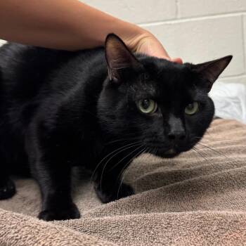 Blizzard -  Domestic Short Hair Cat for Adoption in Murray, Utah - Blizzard | PetCurious