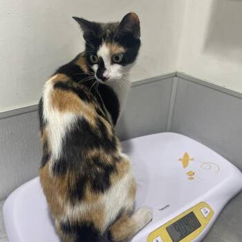 Domestic Short Hair Cats Available for Adoption in Clearwater, Florida - Sakura | PetCurious
