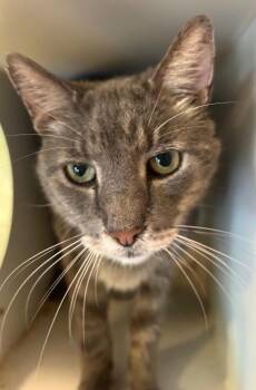 Kiefer -  Domestic Short Hair Cat Available for Adoption in Cumming, Georgia - Kiefer | PetCurious