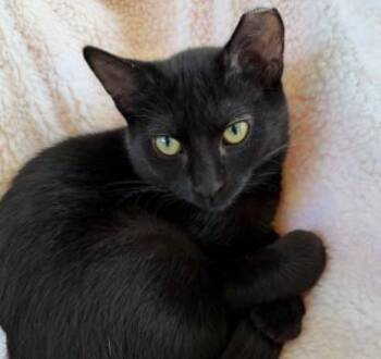 Avocado -  Domestic Short Hair Cat for Adoption in Andover, Minnesota - Avocado | PetCurious