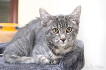Nitro -  Domestic Short Hair Cat for Adoption in Monroe, Georgia - Nitro | PetCurious