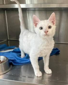Domestic Short Hair Cats Available for Adoption in Decorah, Iowa - Blanche | PetCurious
