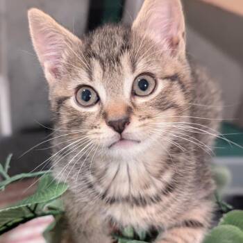 Janet -  Domestic Short Hair Cat for Adoption in Reisterstown, Maryland - Janet | PetCurious