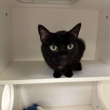 Domestic Short Hair Cats Available for Adoption in West Chester, Pennsylvania - Hocus Pocus | PetCurious