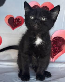 Domestic Short Hair Cats Available for Adoption - Zayn | PetCurious