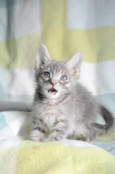 Chandler -  Domestic Short Hair Cat for Adoption in Fruit Heights, Utah - Chandler | PetCurious