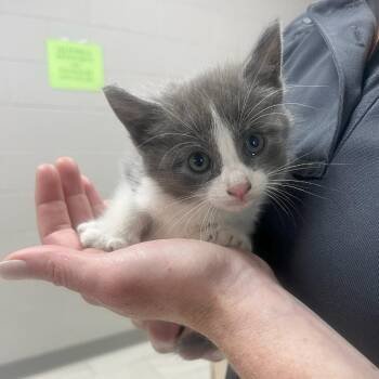 Domestic Short Hair Cats Available for Adoption in Lufkin, Texas - Snuggles | PetCurious