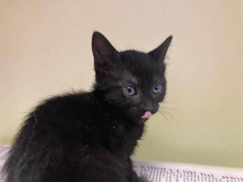 DILL -  Domestic Short Hair Cat for Adoption in Tustin, California - DILL | PetCurious