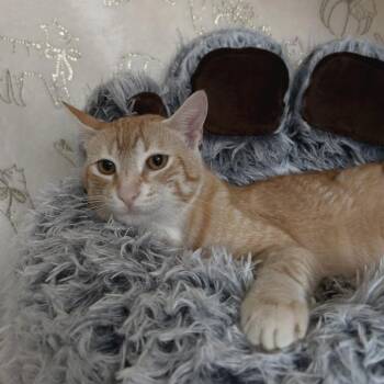 Butterscotch -  Domestic Short Hair Cat for Adoption in Riverwoods, Illinois - Butterscotch | PetCurious