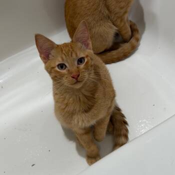 Nugget -  American Shorthair Cat for Adoption in Mount Vernon, Arkansas - Nugget | PetCurious
