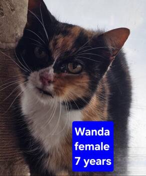 Rescue Domestic Short Hair Cats for Adoption in Greensburg, Pennsylvania - Wanda | PetCurious