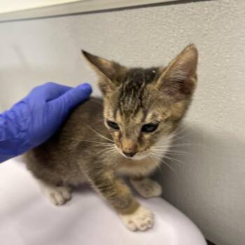 Brooks -  Domestic Short Hair Cat for Adoption in Tampa, Florida - Brooks | PetCurious