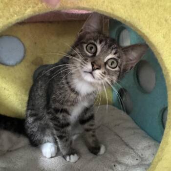 Rose -  Domestic Short Hair Cat for Adoption in Richland, Michigan - Rose | PetCurious