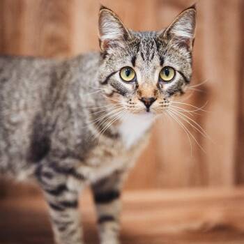 Estelle -  Domestic Short Hair Cat for Adoption in Evanston, Illinois - Estelle | PetCurious