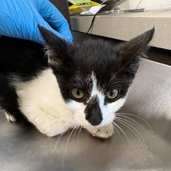 Switch -  Domestic Short Hair Cat for Adoption in Oak Park, Illinois - Switch | PetCurious
