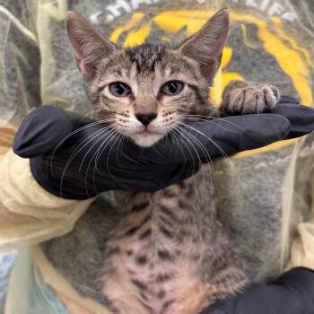 Alaska -  Domestic Short Hair Cat for Adoption in West Palm Beach, Florida - Alaska | PetCurious