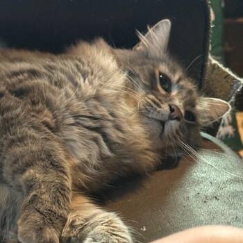 Rader -  Domestic Long Hair and Maine Coon Cat for Adoption in Escondido, California - Rader | PetCurious