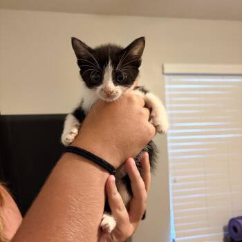Maisy -  Domestic Short Hair Cat for Adoption in NEW PT RICHEY, Florida - Maisy | PetCurious