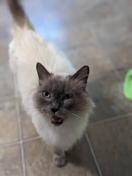 Storm -  Domestic Long Hair Cat for Adoption in Lewisburg, Tennessee - Storm | PetCurious