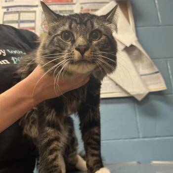 Domestic Medium Hair Cats Available for Adoption in Naperville, Illinois - Coyote | PetCurious
