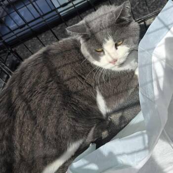 Rescue Domestic Short Hair Cats for Adoption in Price, Utah - Mr. Pickles | PetCurious