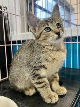Tia Maria -  Domestic Short Hair Cat for Adoption in Plano, Texas - Tia Maria | PetCurious
