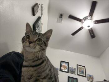 Rescue American Shorthair Cats for Adoption in Barboursville, West Virginia - Squirrel | PetCurious