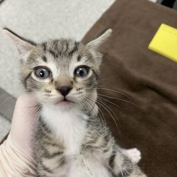 Nightwing -  Domestic Short Hair Cat for Adoption in Reno, Nevada - Nightwing | PetCurious