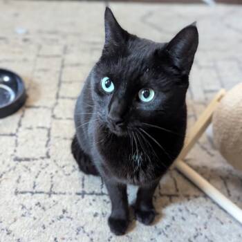 Domestic Short Hair Cats Available for Adoption in Reisterstown, Maryland - Ro | PetCurious