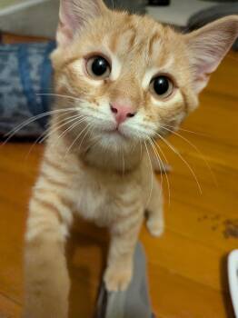 Max -  American Shorthair Cat for Adoption in Rochester, New York - Max | PetCurious