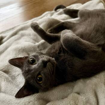 Smoke -  Domestic Short Hair Cat for Adoption in Houston, Texas - Smoke | PetCurious