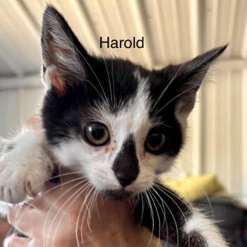 Harold -  Domestic Short Hair Cat for Adoption in Hartford City, Indiana - Harold | PetCurious