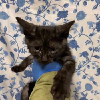 A612418 -  Domestic Short Hair Cat for Adoption in Modesto, California - A612418 | PetCurious