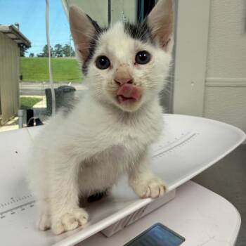 NightCrawler -  Domestic Short Hair Cat for Adoption in Columbiana, Alabama - NightCrawler | PetCurious