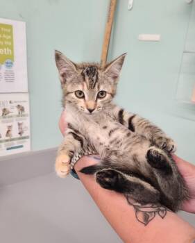Piper -  Domestic Short Hair Cat for Adoption in Athens, Tennessee - Piper | PetCurious