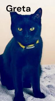 Greta -  Domestic Short Hair Cat Available for Adoption in Weems, Virginia - Greta | PetCurious