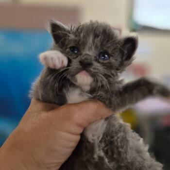Domestic Short Hair Cats Available for Adoption in Lake Panasoffkee, Florida - Milly | PetCurious
