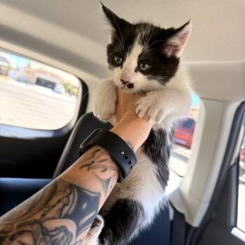 Domestic Medium Hair Cats Available for Adoption - ARCHIE | PetCurious