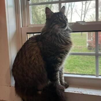 Domestic Medium Hair Cats Available for Adoption - Cassie | PetCurious