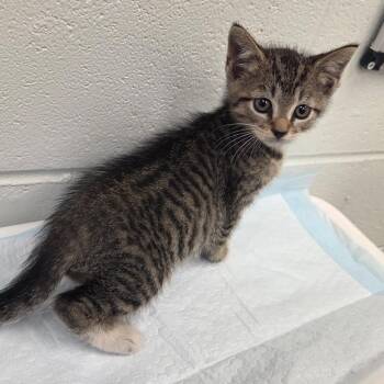 Olive Garden -  Domestic Short Hair Cat for Adoption in Chattanooga, Tennessee - Olive Garden | PetCurious
