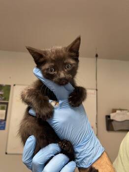 Audi -  Domestic Short Hair Cat for Adoption in Bolivar, Missouri - Audi | PetCurious