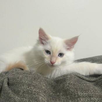 Jack Frost -  Domestic Long Hair and Siamese Cat for Adoption in Layton, Utah - Jack Frost | PetCurious
